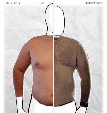 Torso Comparison