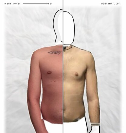 Torso Comparison