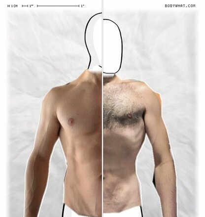 Torso Comparison