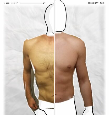 Torso Comparison