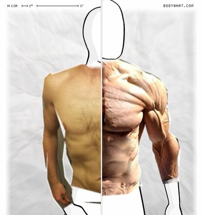 Torso Comparison