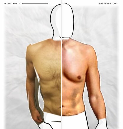 Torso Comparison