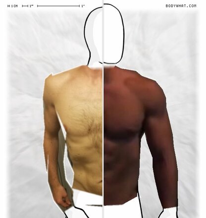 Torso Comparison