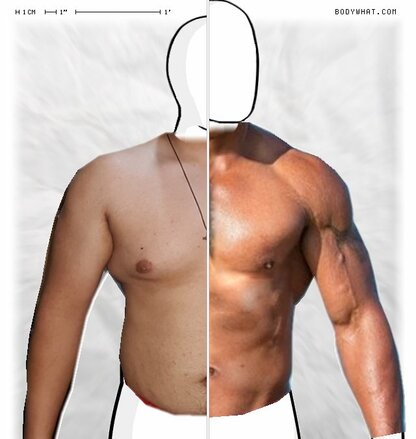 Torso Comparison