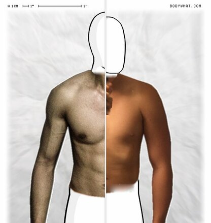 Torso Comparison