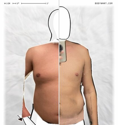 Torso Comparison