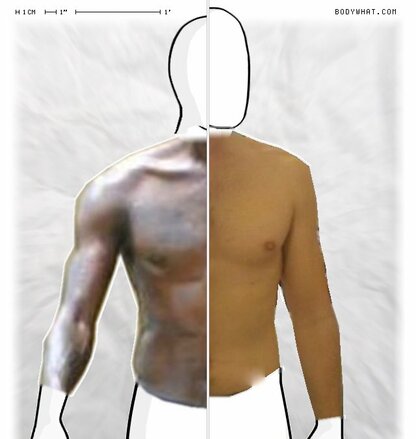 Torso Comparison