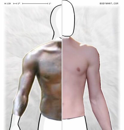 Torso Comparison