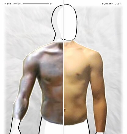 Torso Comparison