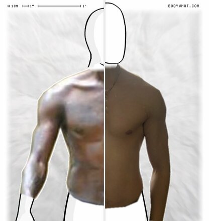 Torso Comparison