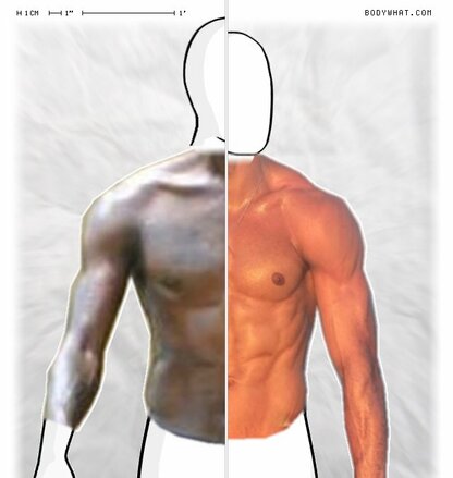 Torso Comparison