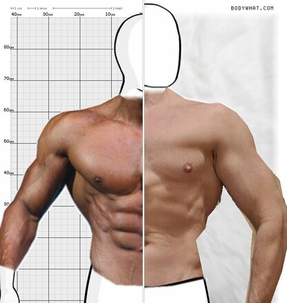 Torso Comparison