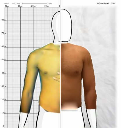 Torso Comparison