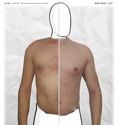 Torso Comparison