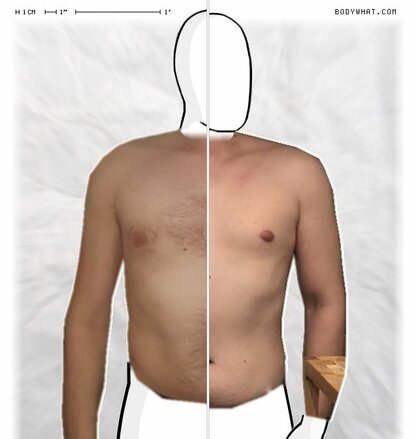 Torso Comparison