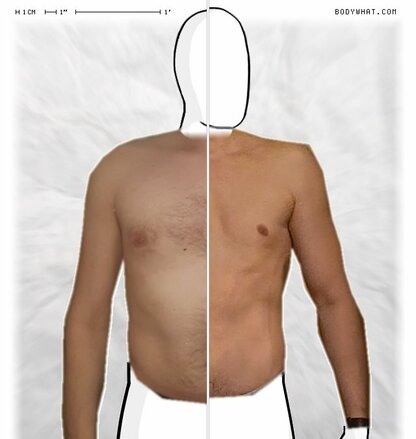 Torso Comparison