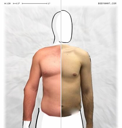 Torso Comparison