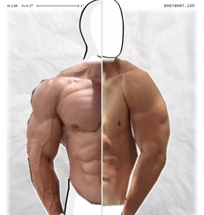 Torso Comparison
