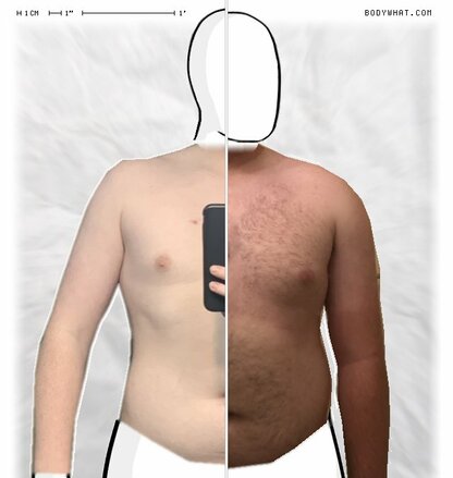 Torso Comparison