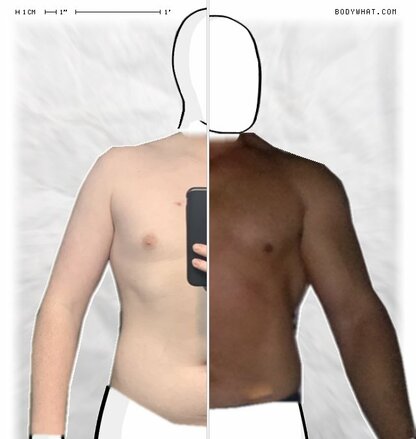 Torso Comparison