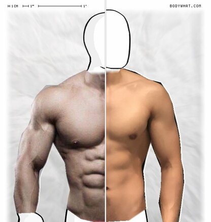 Torso Comparison