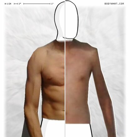 Torso Comparison