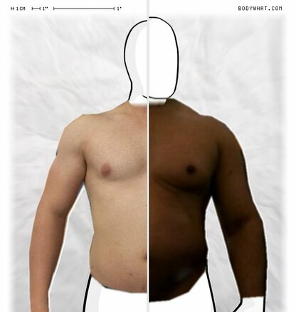 Torso Comparison