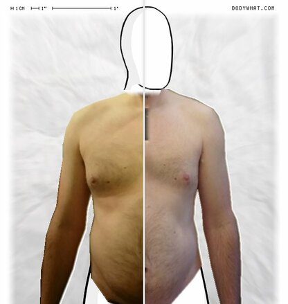 Torso Comparison