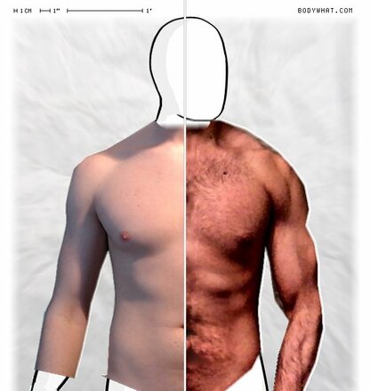 Torso Comparison