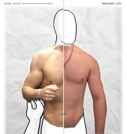 Torso Comparison