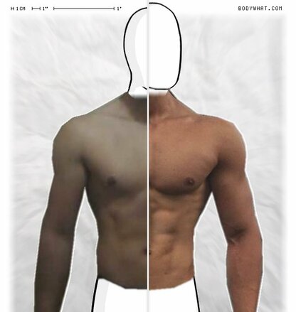 Torso Comparison