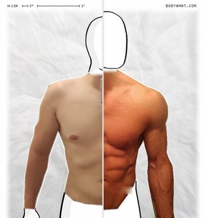 Torso Comparison