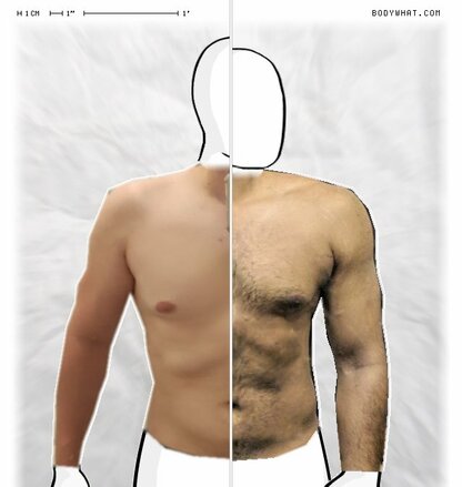 Torso Comparison