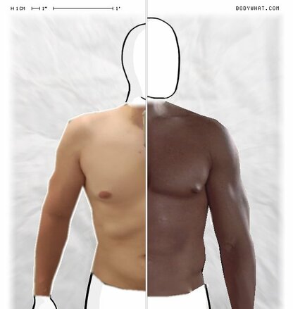 Torso Comparison