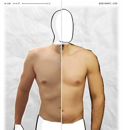 Torso Comparison