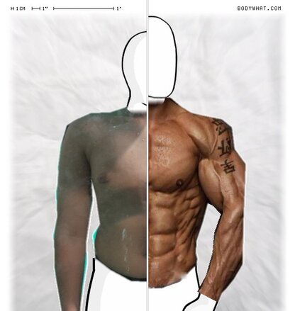 Torso Comparison