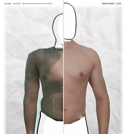 Torso Comparison