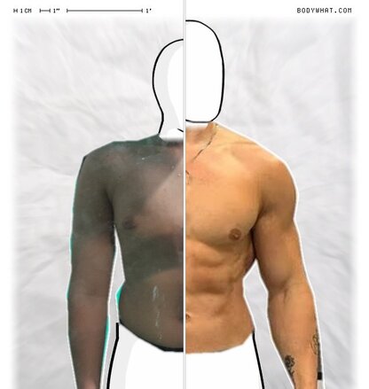 Torso Comparison