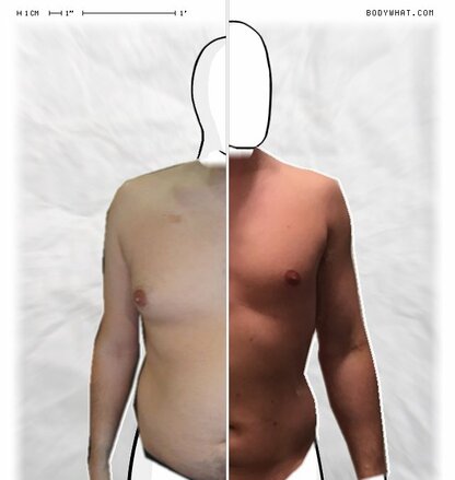 Torso Comparison