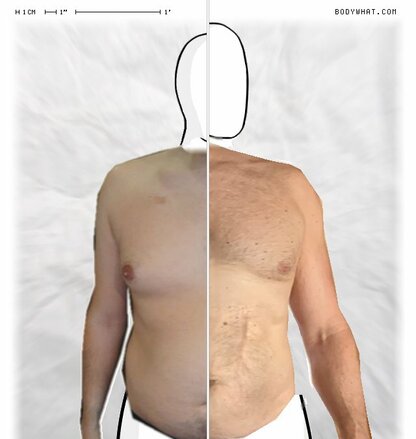 Torso Comparison