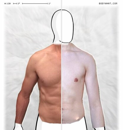 Torso Comparison