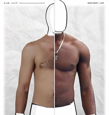 Torso Comparison