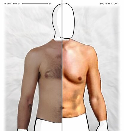 Torso Comparison