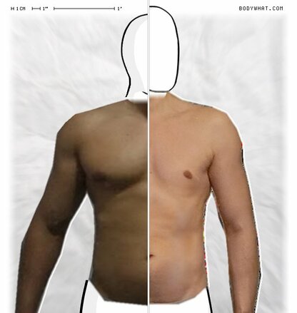 Torso Comparison