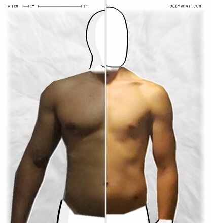 Torso Comparison