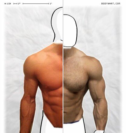 Torso Comparison