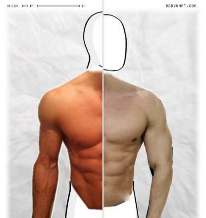 Torso Comparison