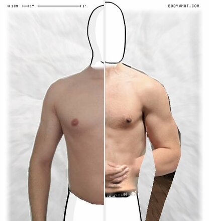 Torso Comparison