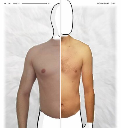 Torso Comparison