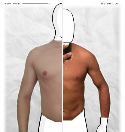 Torso Comparison